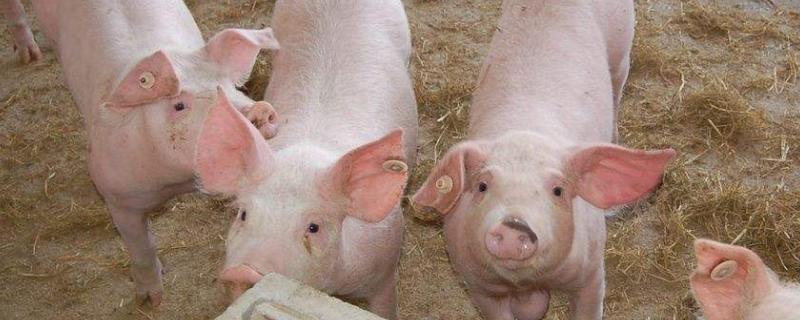 小猪葡萄球菌治疗方法,是什么原因引起的