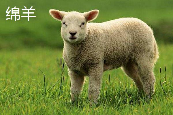 山羊和绵羊的区别
