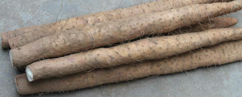 山药种植技术,为什么不能连续种