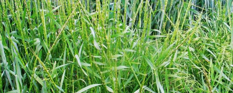 野麦子什么时候打最合适，打药后几天可以浇水