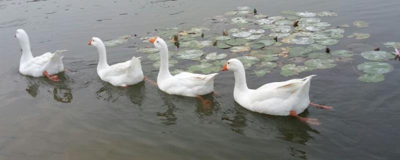 鹅几天下一个蛋,抱窝一次能抱几个蛋