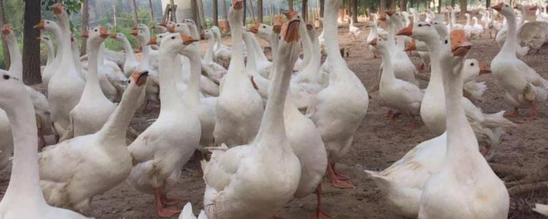 鹅冬天下蛋吗,鹅生软壳蛋是什么原因,有什么土法治疗
