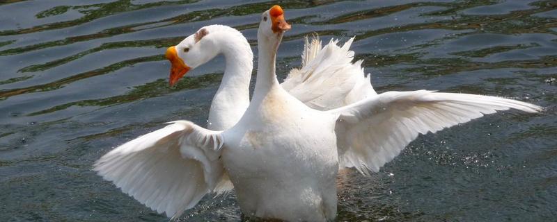 鹅怕冷吗,养殖周期是多久