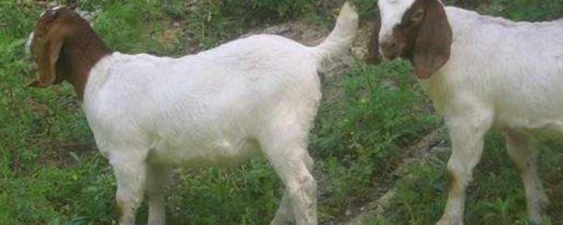 羊吃什么，一羊一天吃多少干苜蓿草