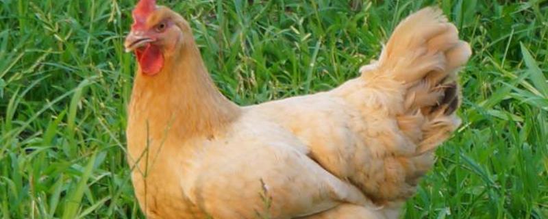 三黄鸡是公鸡还是母鸡,4个月大的鸡怎么分公母
