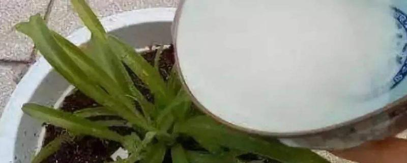 腐熟的淘米水是什么肥,发酵一年的淘米水还能浇花吗