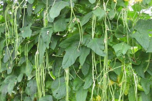 南方8月份适合种什么农作物