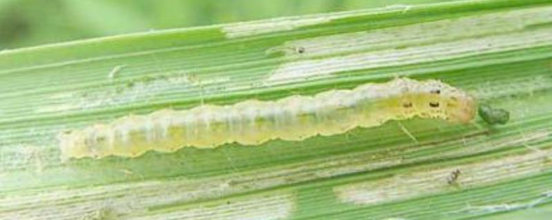 禾苗卷叶虫用什么药,症状是什么,什么时候防治效果好