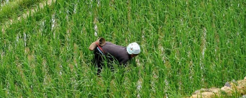 禾苗是不是秋天成熟的,要想禾苗长得好应该采用哪些方法