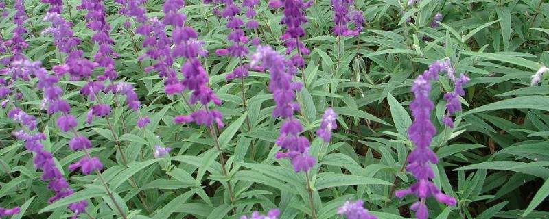 水稻小麦鼠尾草花属于自花传粉,鼠尾草什么时候种植好