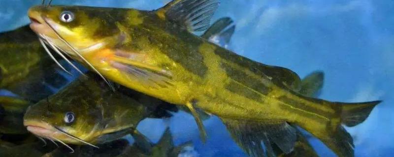 黄骨鱼生长周期要多久,附养殖注意事项