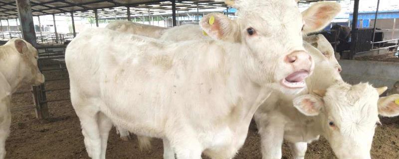 小牛几个月断奶最合适，断奶后几个月育肥