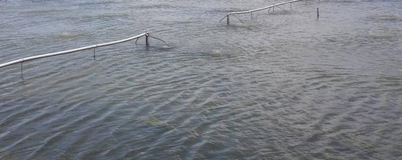 黄角鱼的养殖方法和注意事项,池塘怎么建造