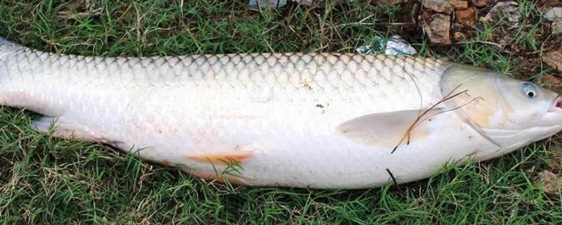 10斤的青鱼要几年,喂养什么饲料好