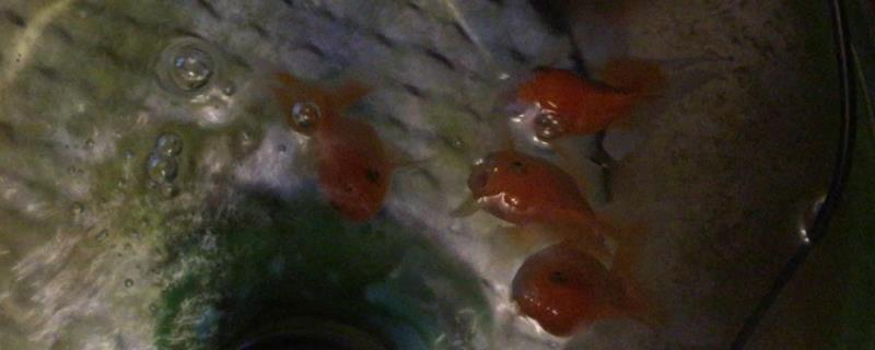 小瓜虫最佳治疗方法，是怎么产生的