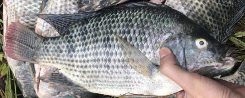 养殖1斤罗非鱼成本,养殖周期多长