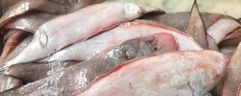 龙鳞鱼和龙利鱼区别,除了龙利鱼还有什么鱼是无骨的