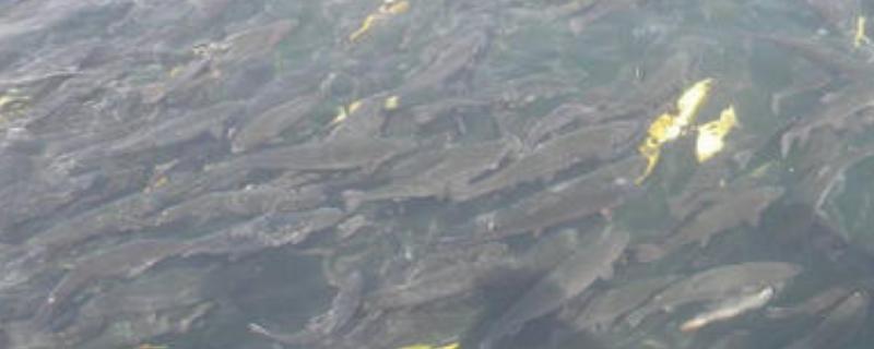 鱼塘水面有一层铁锈水用什么药去除,一亩死水塘能养多少鱼