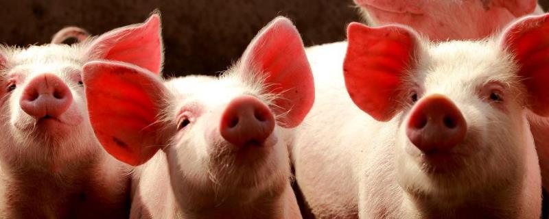 猪冬天怕冷吗,冬天猪舍温度多少合适