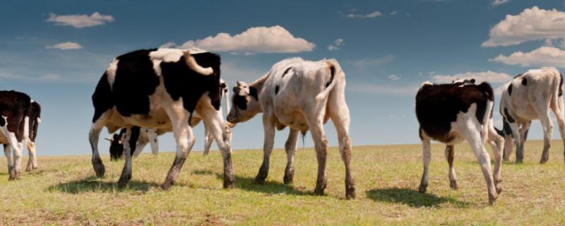 为什么牛的眼睛总是湿润的,为什么看人比较大