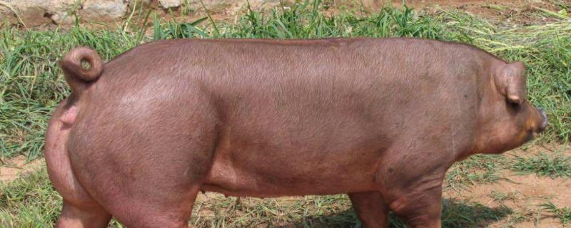 大猪冬天多少度怕冷,北方养猪场冬天一般怎么取暖