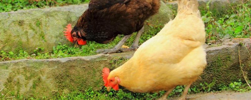 怎么找到母鸡下蛋口,母鸡不下蛋怎么办,怎样让母鸡多下蛋