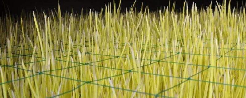 蒜黄种植新技术及大棚建造,一亩大棚蒜黄年收入