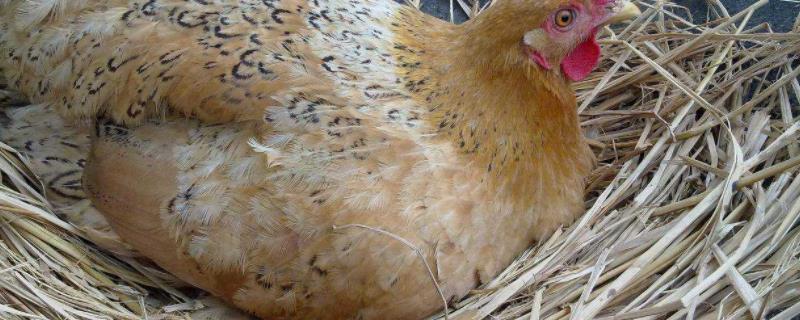 鸡抱窝是啥意思,多少天能出小鸡