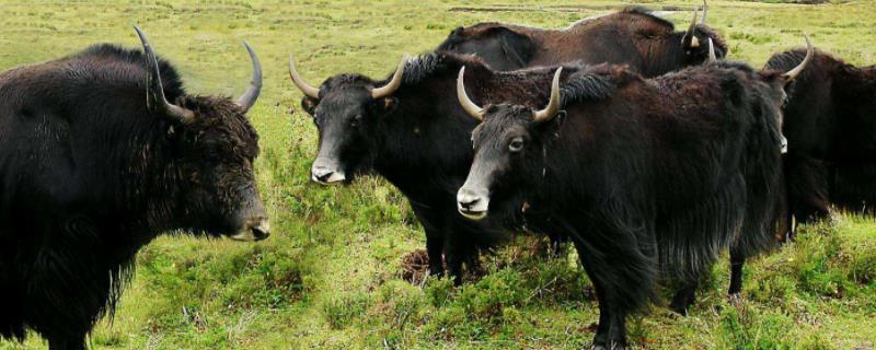 一头牦牛体重多少斤,值多少人民币