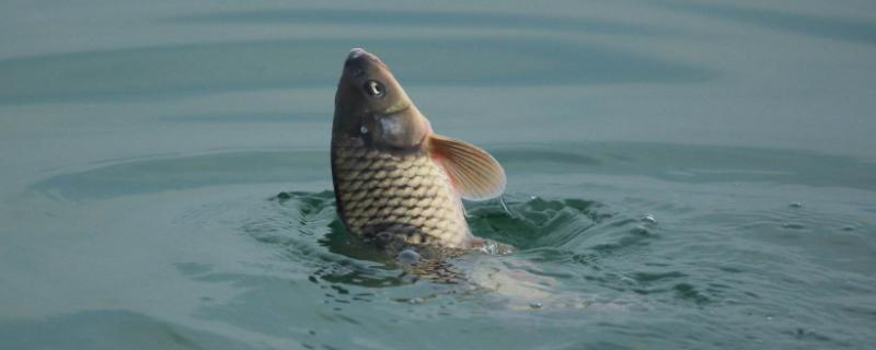 鲤鱼生长速度,20斤鲤鱼多大年纪