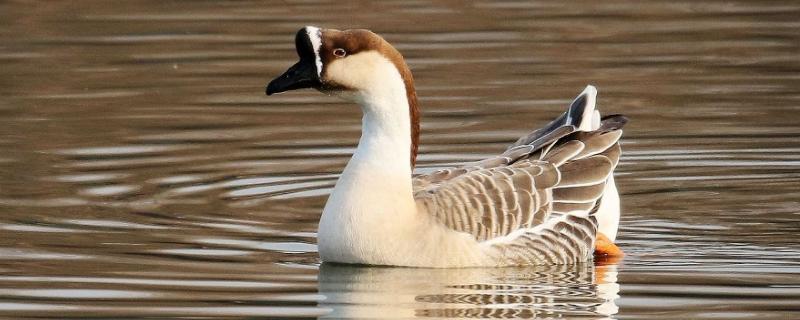 狮头鹅有几种,附养殖技术