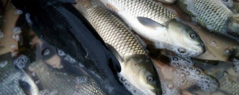 淡水鱼养殖技术和管理,价值高的鱼有哪些