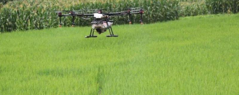 中稻田什么时间打药,打药后几个小时下雨不影响效果