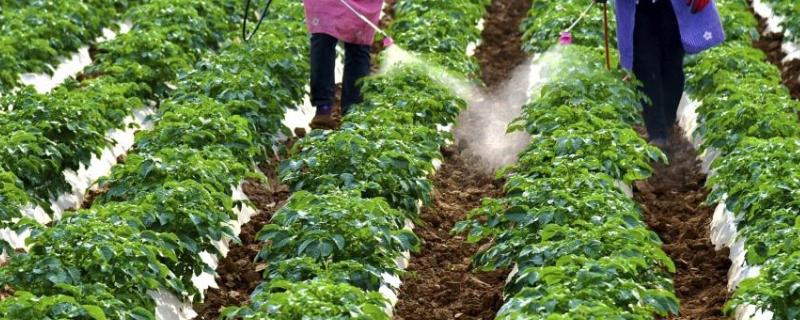 有露水打药有影响吗,打药几小时内不能下雨