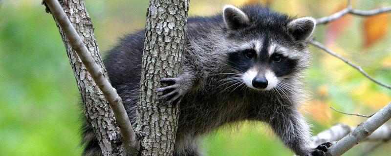 野生果子狸最大多少斤,和养殖的果子狸有什么区别