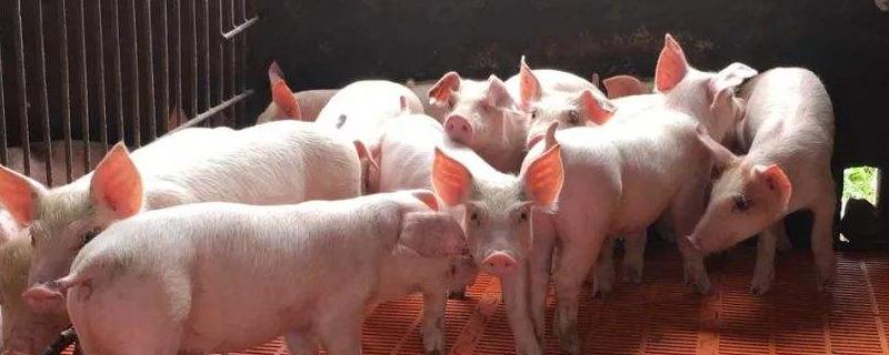 猪喘气病的最佳药,是什么原因引起的