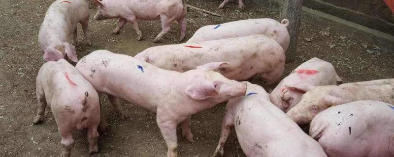 哺乳母猪一天吃几个鸡蛋，一天喂多少料合适