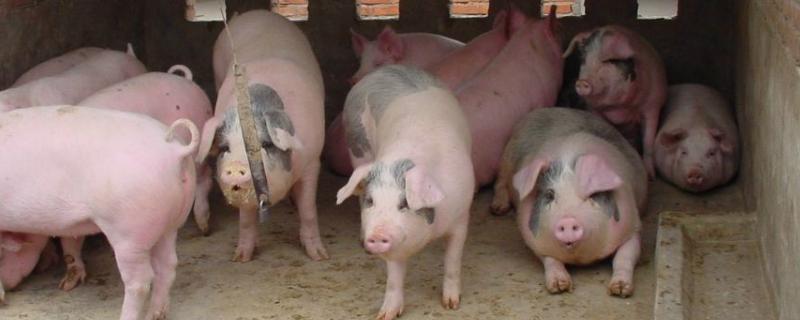 猪注射鸡蛋清的危害,给猪吃生鸡蛋的功效与作用