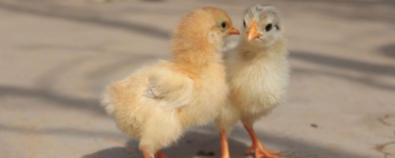 小鸡出壳多久可以喂食,温度控制在多少合适