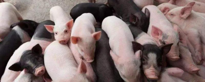 仔猪断奶后每天喂多少料?怎么管理?,多数母猪在多少天内发情