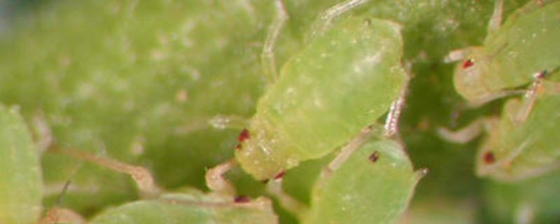 氯氰菊酯能杀什么虫,和高效氯氰菊酯有什么区别