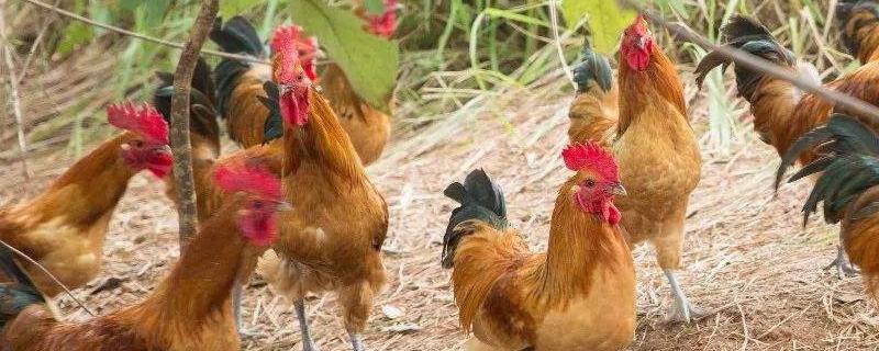 成年鸡的耐寒温度是多少,晚上要回自己的窝吗