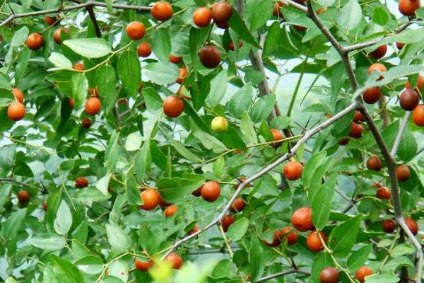 承包土地种植什么挣钱