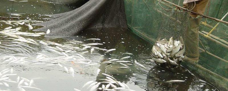 鱼塘水质处理,水质变绿怎么解决