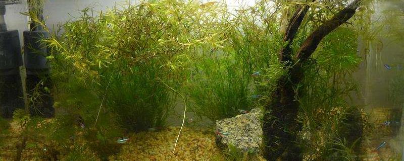 家庭养虾方法,养殖前如何把水养好