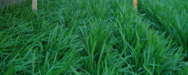 什么是韭菜软化栽培，韭菜冬天可以用拱棚吗