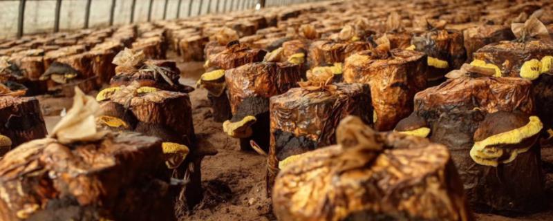 桑黄的种植与管理,桑黄是什么