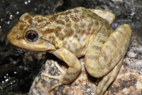 青蛙卵怎么养活，和蟾蜍卵怎么区分