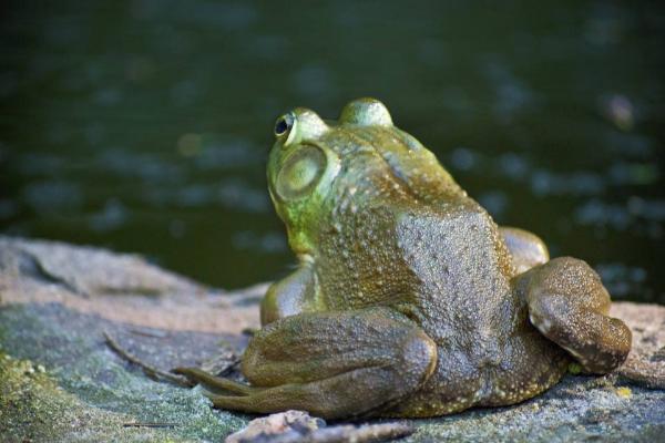 青蛙卵怎么养活，和蟾蜍卵怎么区分
