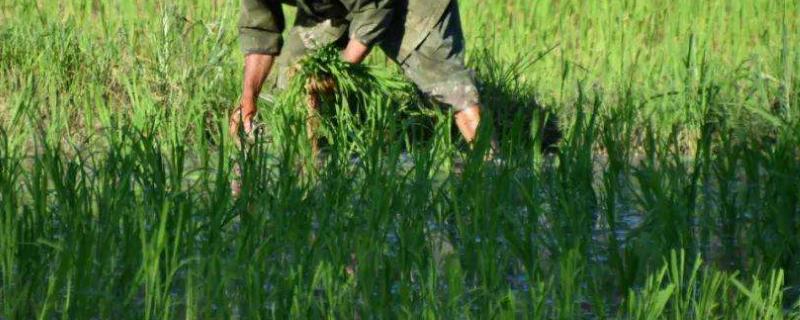 农事都有什么,农民在冬天做什么农事